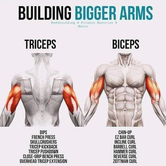 BUILDING BIGGER ARMS TRICEPS BICEPS wy DIPS FRENCH PRESS EZ BAR CURL ...