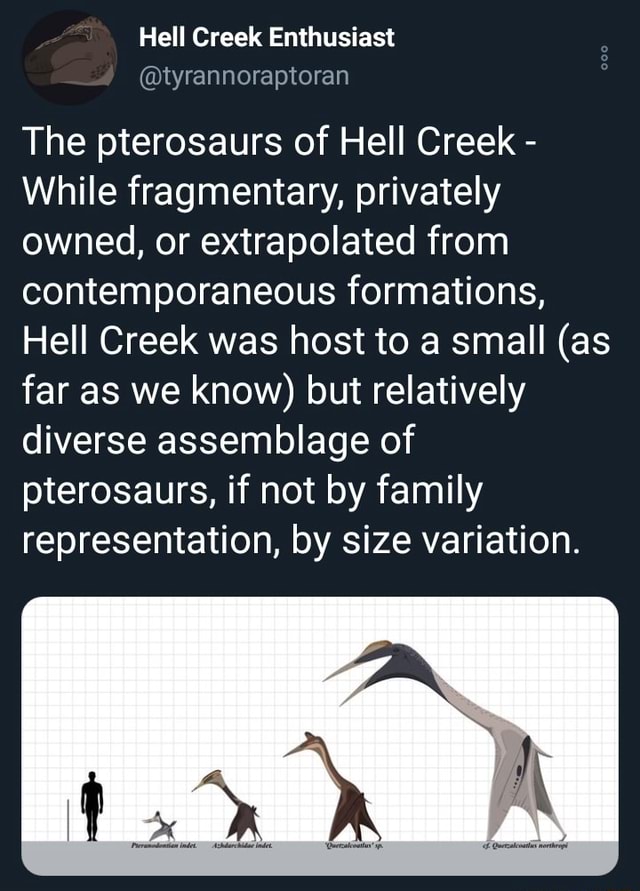 Hell Creek Enthusiast @tyrannoraptoran The pterosaurs of Hell Creek ...