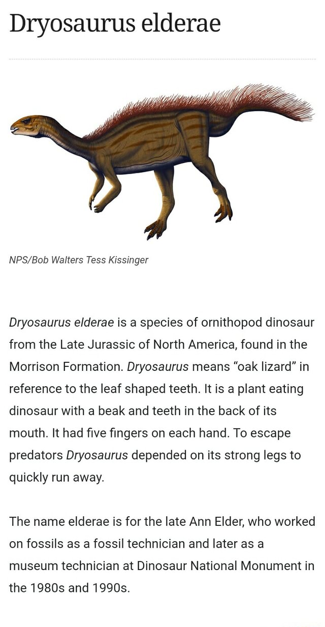 Dryosaurus elderae Walters Tess Kissinger Dryosaurus elderae is a