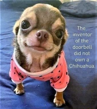 Inventor Of The Doorbell Did Not Owna Chihuahua. The - Ifunny