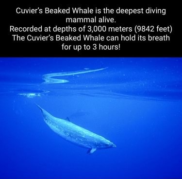 Cuvier's Beaked Whale is the deepest diving mammal alive. Recorded at ...