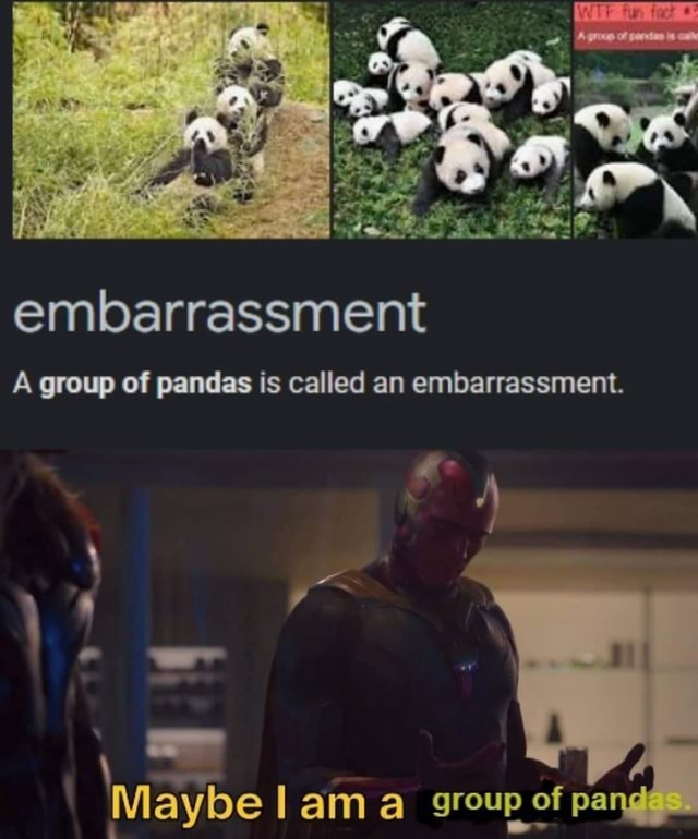 Embarrassment DA A group of pandas is called an embarrassment. Maybe am