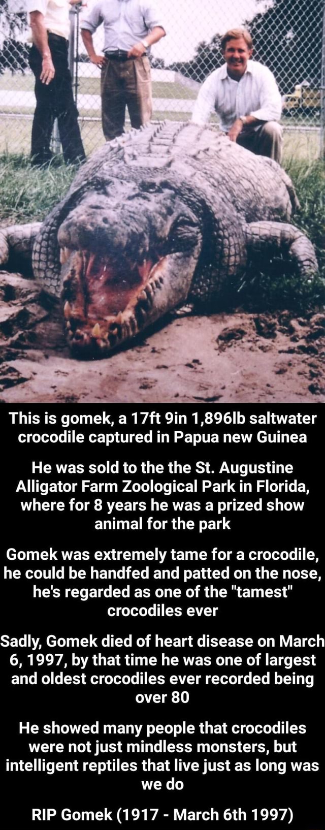 This is gomek, a 17 ft 1,896lb saltwater crocodile captured in Papua ...