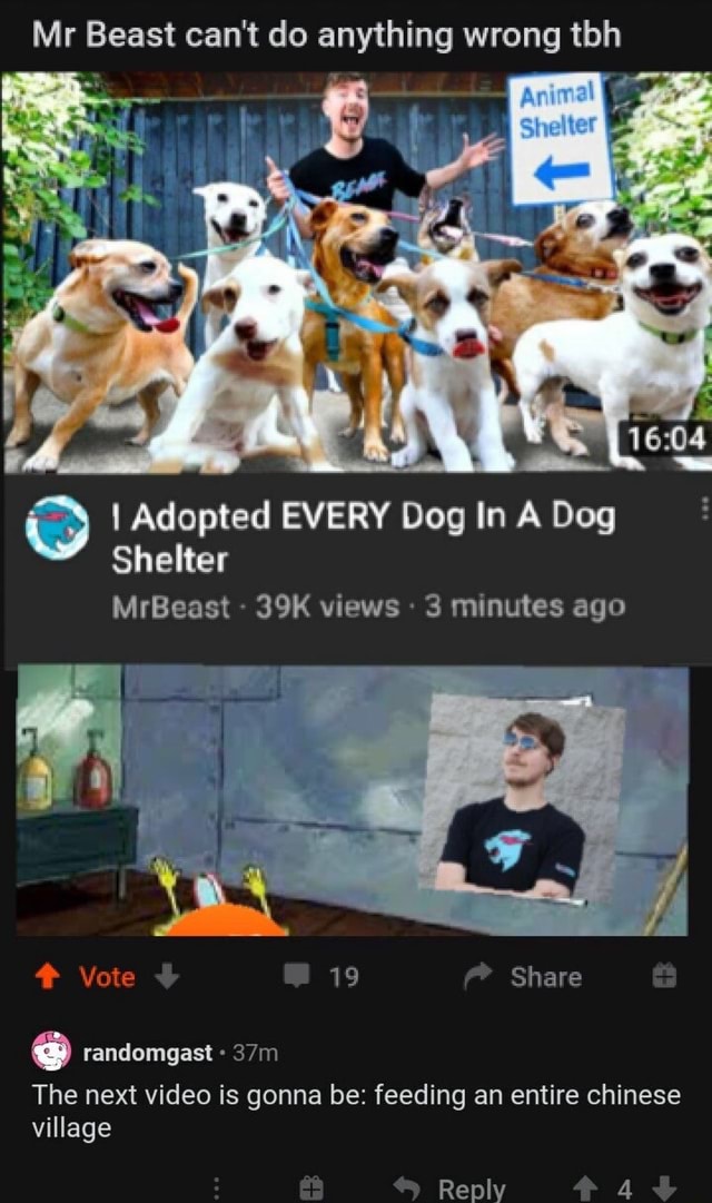 Mr Beast can't do anything wrong tbh pd O I Adopted EVERY Dog In A Dog ...