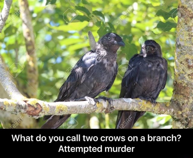 What Do You Call Two Crows On A Branch Attempted Murder What Do You Call Two Crows On A 
