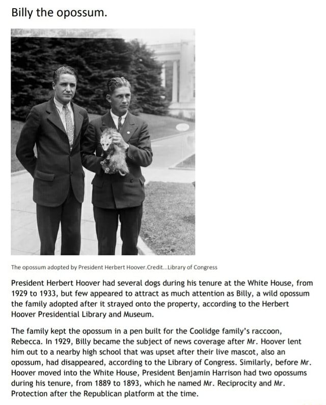 Billy the opossum. The opossum adopted by President Herbert Hoover