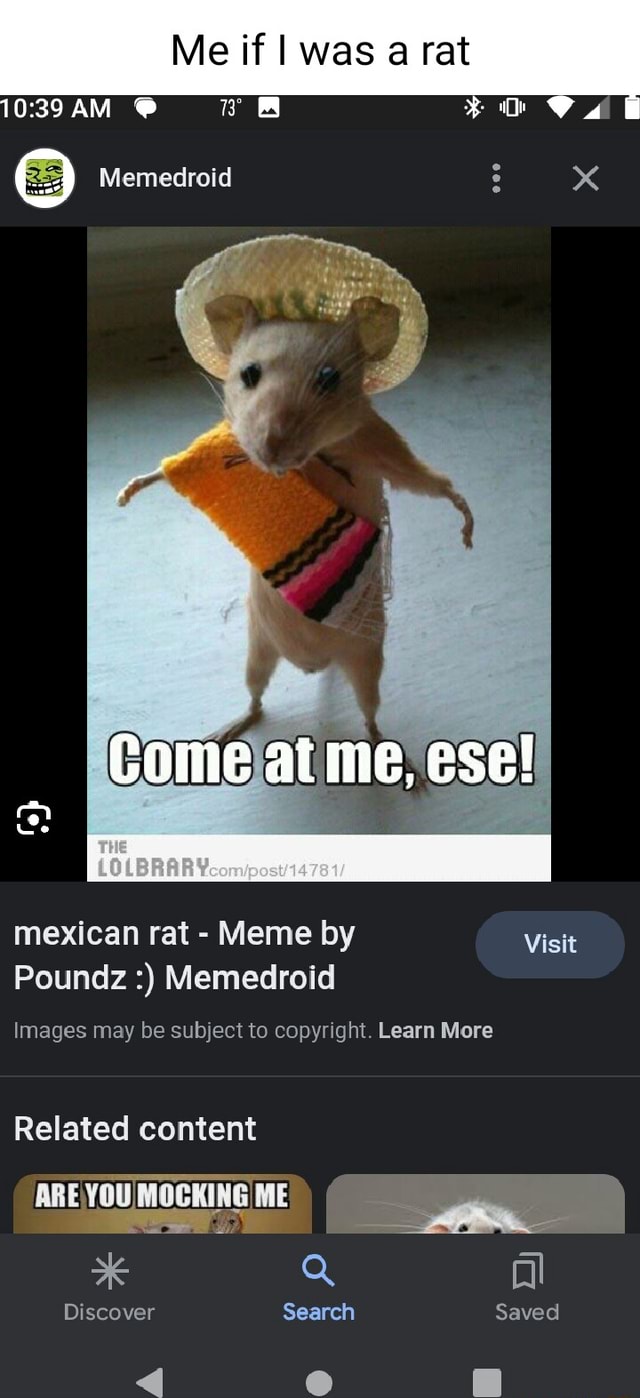 Me if I was a rat Memedroid x mexican rat - Meme by Visit Poundz ...