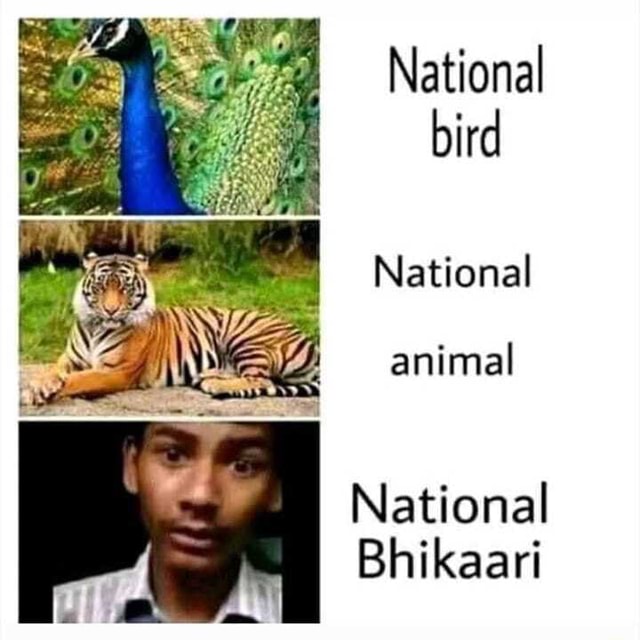 national-bird-national-animal-national-bhikaari-ifunny