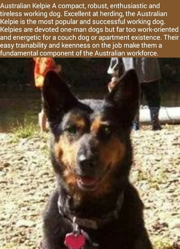 Australian Kelpie A Compact Robust Enthusiastic And Tireless Working Dog Excellent At Herding The Australian Kelpie Is The Most Popular And Successful Working Dog Kelpies Are Devoted One Man Dogs But Far Too