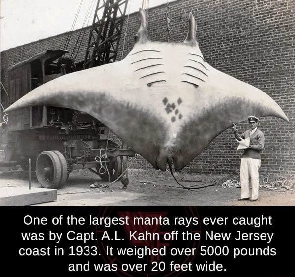 One Of The Largest Manta Rays Ever Caught Was By Capt A L Kahn Off one-of-the-largest-manta-rays-ever-caught-was-by-capt-a-l-kahn-off
