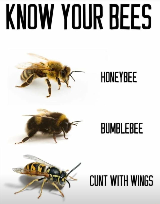 KNOW YOUR BEES HONEYBEE BUMBLEBEE CUNT WITH WINGS - iFunny