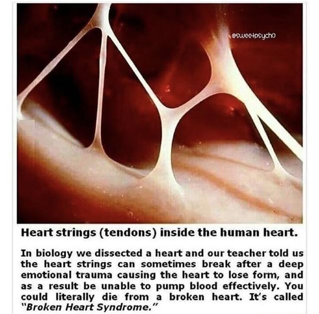 Heart strings (tendons) inside the human heart. In biology we dissected ...