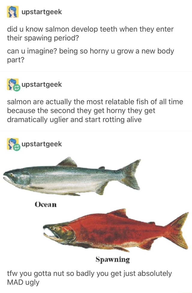 ugly salmon