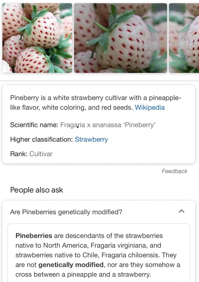 Pineberry - Wikipedia