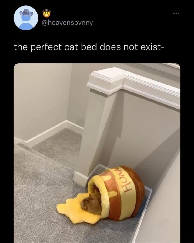 The perfect cat bed does not exist iFunny