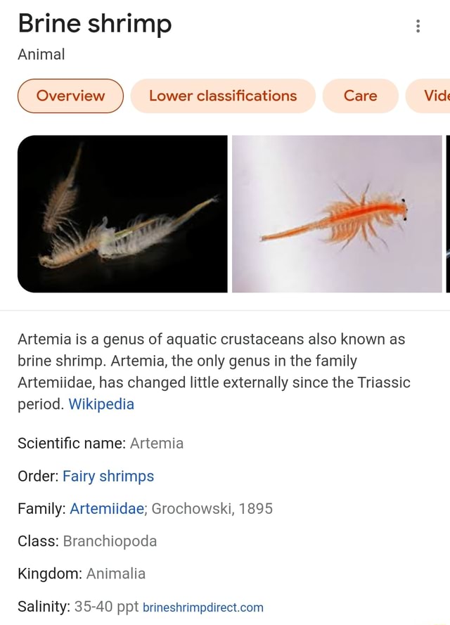 Brine shrimp - Wikipedia