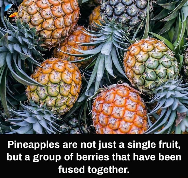 Pineapples are not just a single fruit, but a group of berries that