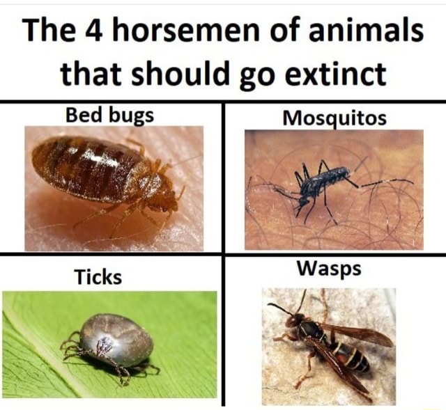 The 4 horsemen of animals that should go extinct Bed bugs Mosquitos