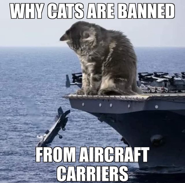 You’ve never seen a cat on an aircraft carrier just saying… Chapi - WHY ...