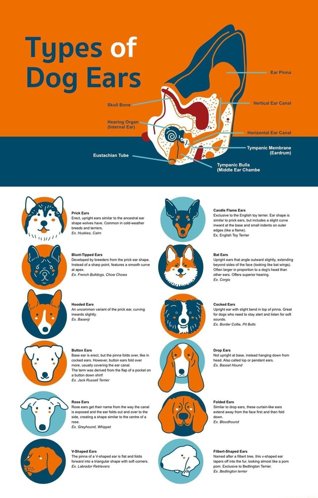 Types of dog ears Types of Dog Ears Skull Bone Hearing Organ