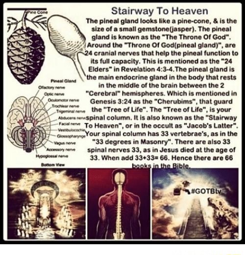Stairway To Heaven The pineal gland looks like a pine-cone, is the size