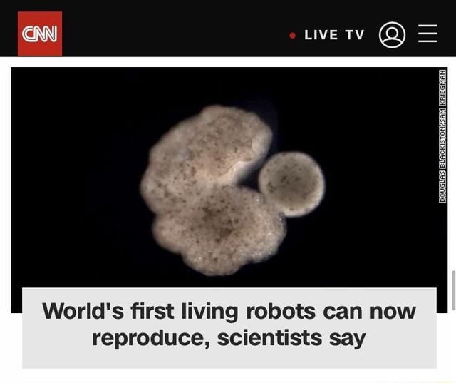 LIVE World's First Living Robots Can Now Reproduce, Scientists Say - IFunny