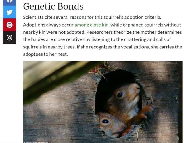 Genetic Bonds Scientists cite several reasons for this squirrel's ...