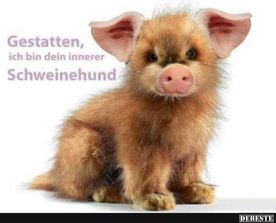 Gestatten Ich Bin Dein Innerer Schweinehund Keke