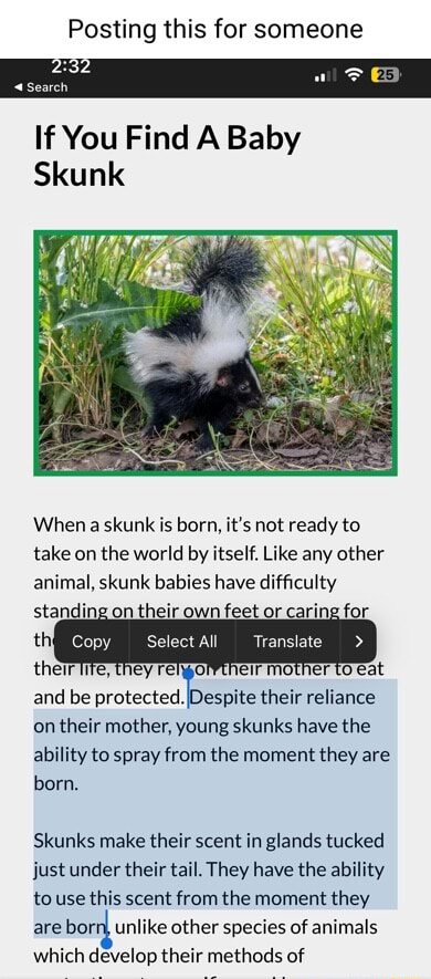 Posting this for someone If You Find Baby Skunk When a skunk is born