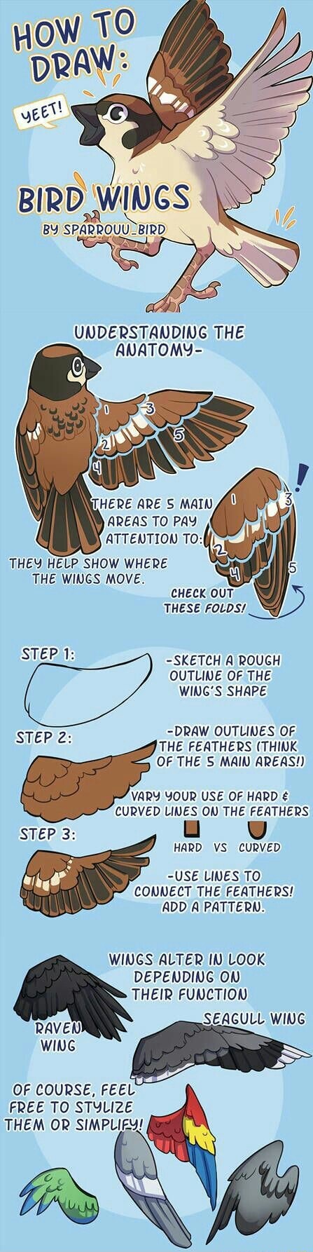 BIRD ,WINGS BY ~BIRD UNDERSTANDING THE ANATOMY- THERE ARE MAIN AREAS TO