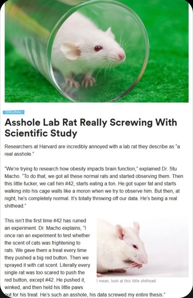 OR Asshole Lab Rat Really Screwing With Scientific Study