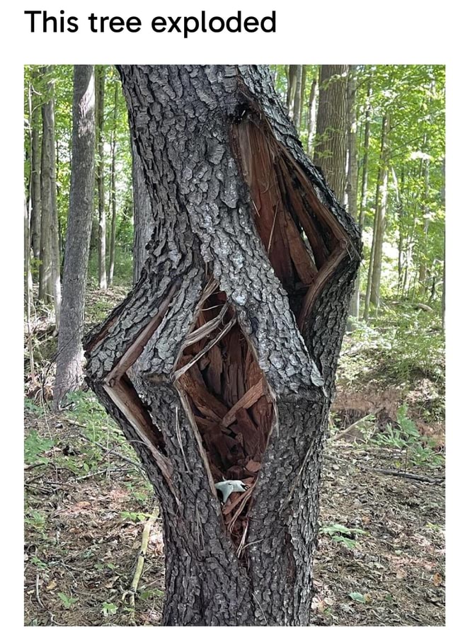 Exploding Tree Risk Meme This tree exploded - iFunny