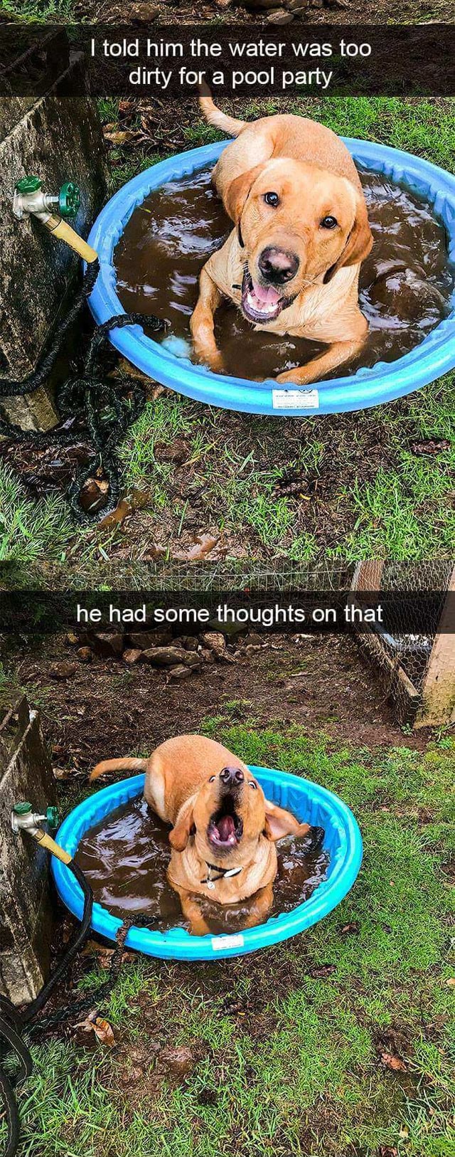 Dog Memes I told him the water was too dirty for a pool party he had