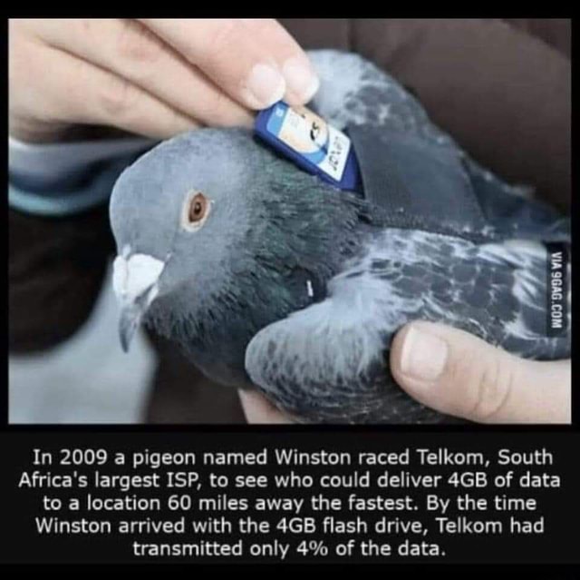 In 2009 A Pigeon Named Winston Raced Telkom South Africa S Largest Isp