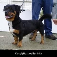 corgi rott mix