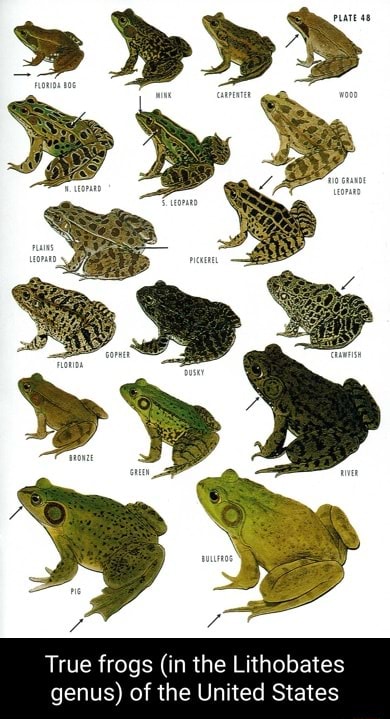 True frogs (in the Lithobates genus) of the United States - iFunny Brazil