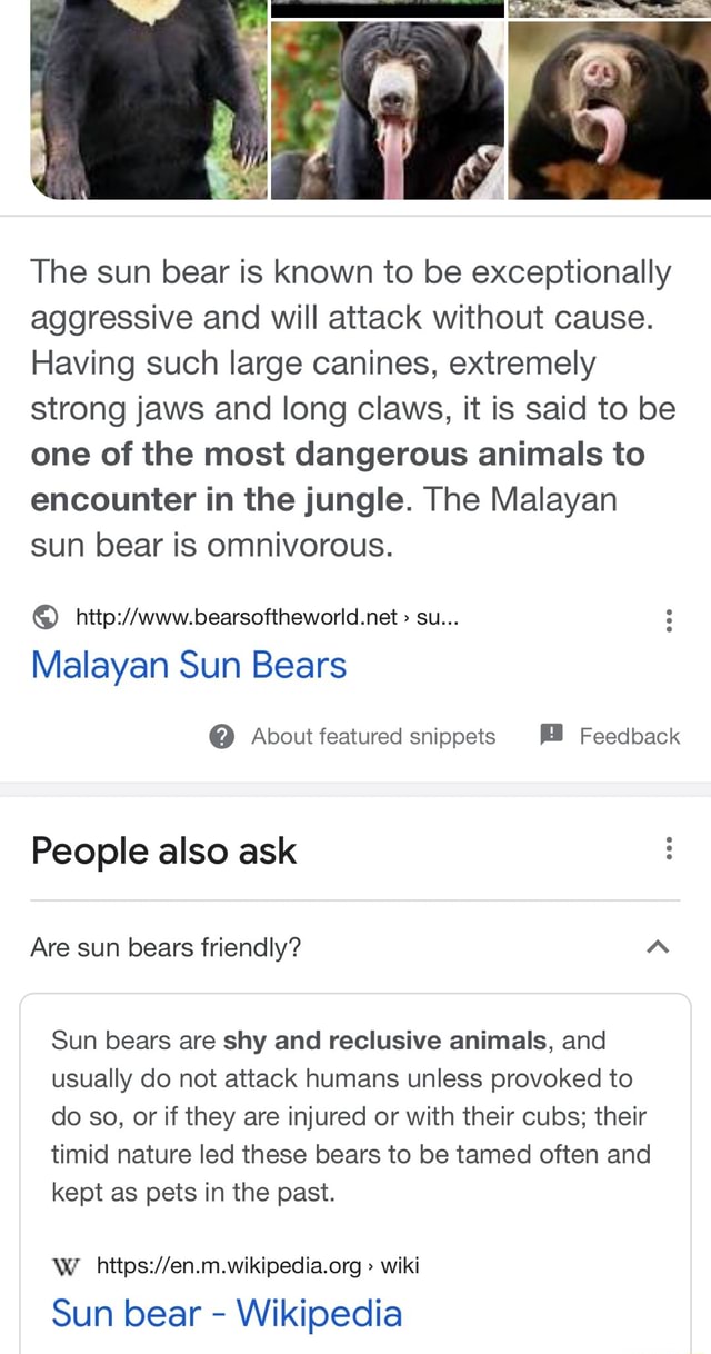 The sun bear is known to be exceptionally aggressive and will attack ...