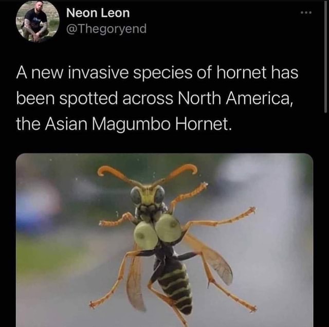 Neon Leon Thegoryend A New Invasive Species Of Hornet Has Been Spotted Across North America 3439