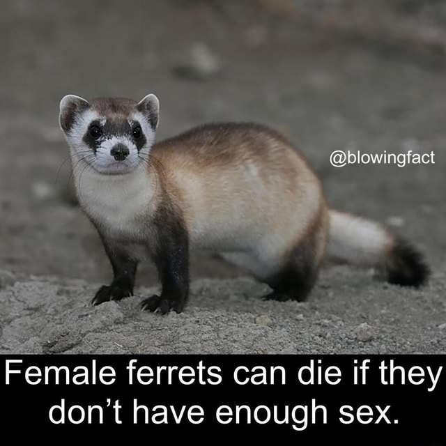 Female Ferrets Blowingfact Female Ferrets Can Die If They Dont Have