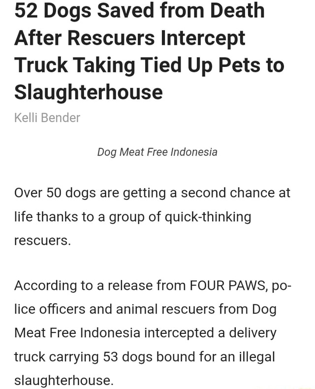52 Dogs Saved from Death After Rescuers Intercept Truck Taking Tied Up