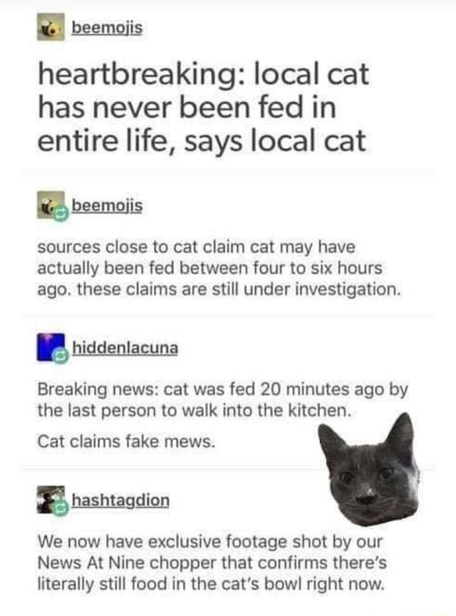 Heartbreaking local cat has never been fed in entire life, says local