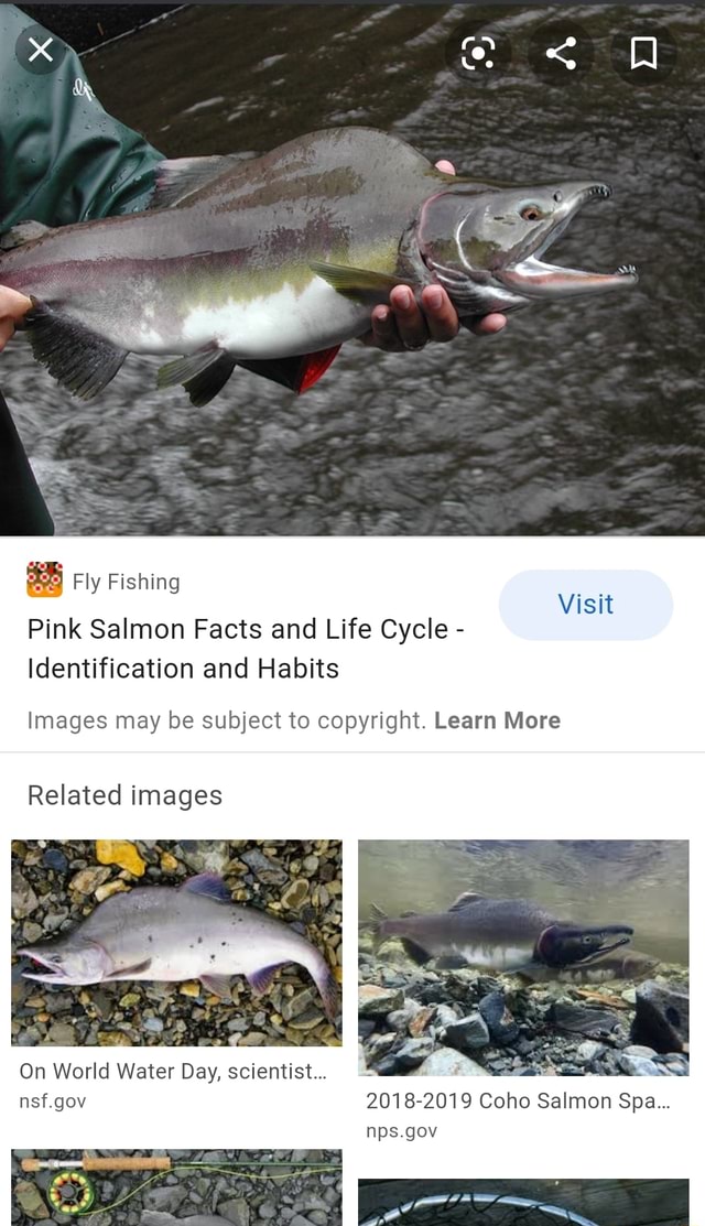 Fly Fishing Pink Salmon Facts and Life Cycle - Identification and ...