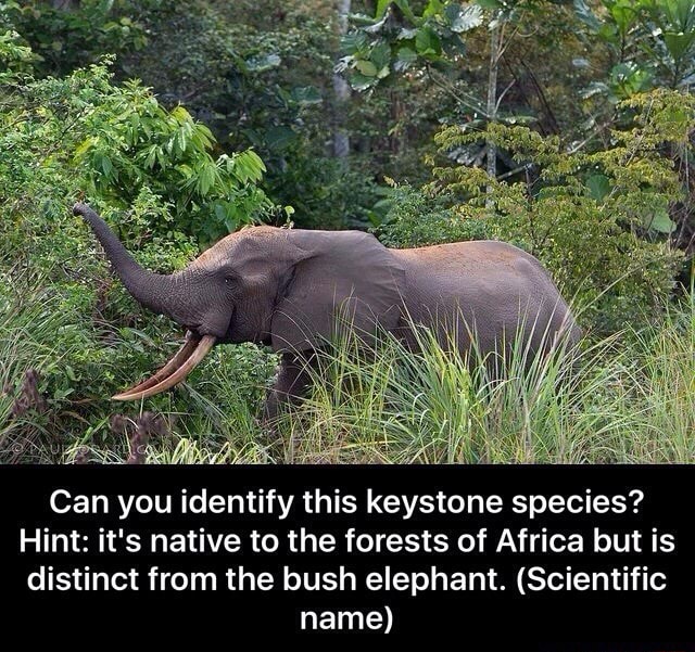 Can you identify this keystone species? Hint it's native to the