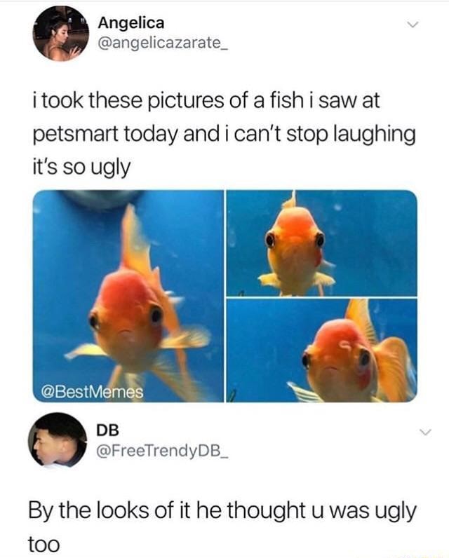 I took these pictures of a fish i saw at petsmart today and i can’t ...