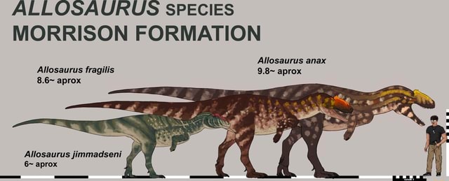 ALLOSAURUS SPECIES MORRISON FORMATION Allosaurus anax Allosaurus ...
