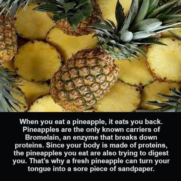 When you eat pineapple, it eats you back. Pineapples are the only known carriers of Bromelain