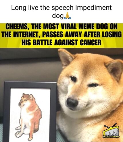 Long live the speech impediment dog... CHEEMS, THE MOST VIRAL MEME DOG ...