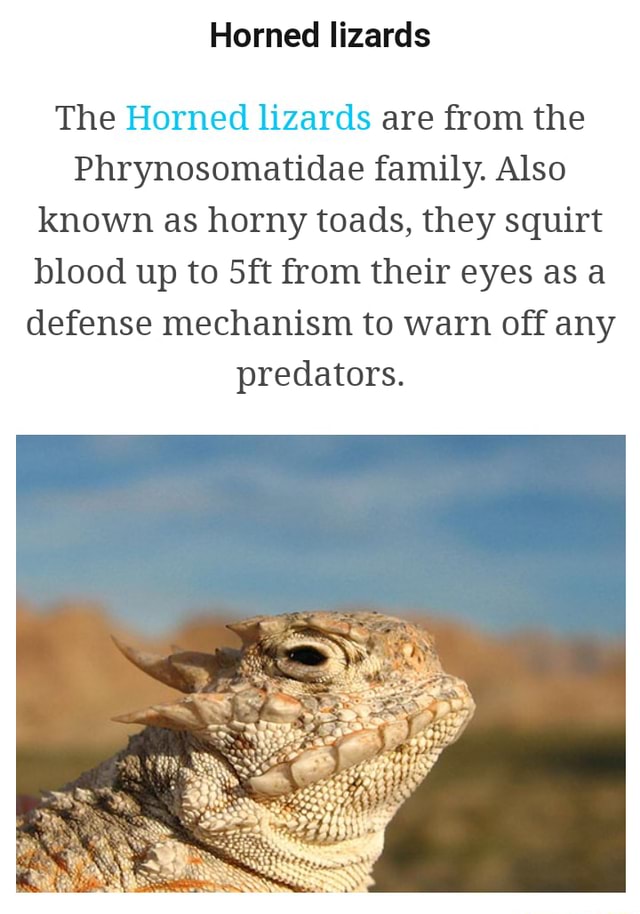 Horned Lizards Horned lizards The Horned lizards are from the