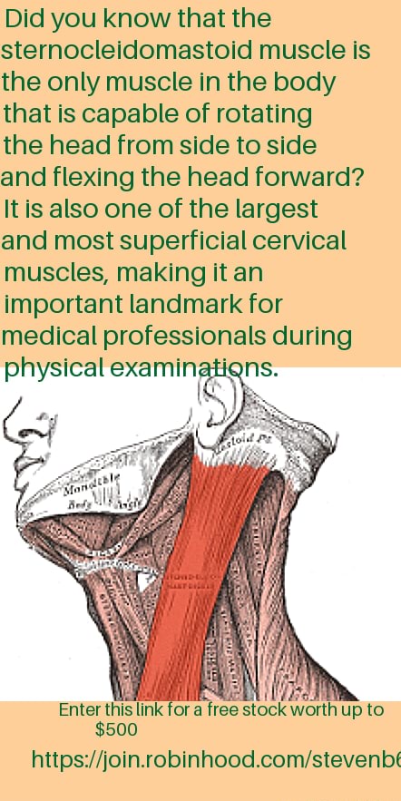 Did you know that the sternocleidomastoid muscle is the only muscle in ...