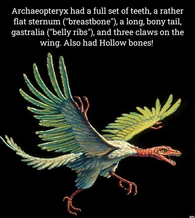 Archaeopteryx had a full set of teeth, a rather flat sternum ...